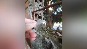 Incautan supuesta marihuana en predio de una escuela de Encarnación