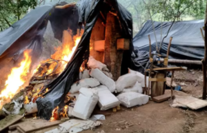 Golpe al narcotráfico: Senad elimina casi 17 toneladas de marihuana en Amambay