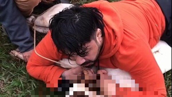 Atacado por dos pitbulls mientras entrenaba en la frontera