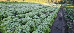 San Juan Bautista: heladas ya están afectando a la producción hortícola - Nacionales - ABC Color