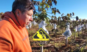 Heladas dejan enormes pérdidas a la producción agrícola