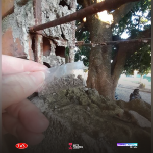 ALERTA EN ENCARNACIÓN: HALLAN PRESUNTA MARIHUANA EN LA ESCUELA REPÚBLICA ARGENTINA - «TVS DIGITAL»