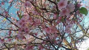 Cerezo en flor: comienza temporada única para visitar La Paz, en Itapúa - Viajes - ABC Color