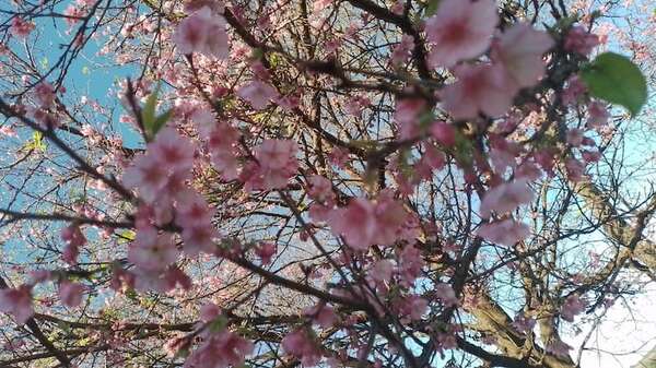 Cerezo en flor: comienza temporada única para visitar La Paz, en Itapúa - Viajes - ABC Color