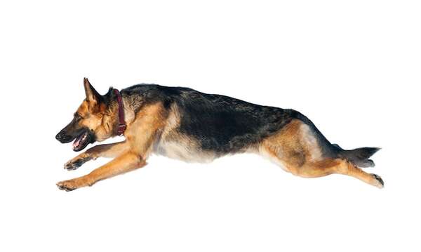 Las razas de perro más fáciles de adiestrar: cuál elegir - Mascotas - ABC Color
