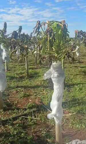 Heladas devastan cultivos en Minga Guazú y productores advierten impacto en precios - ADN Digital