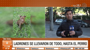 Ladrones se llevaron de todo, hasta al perro guardián de la casa