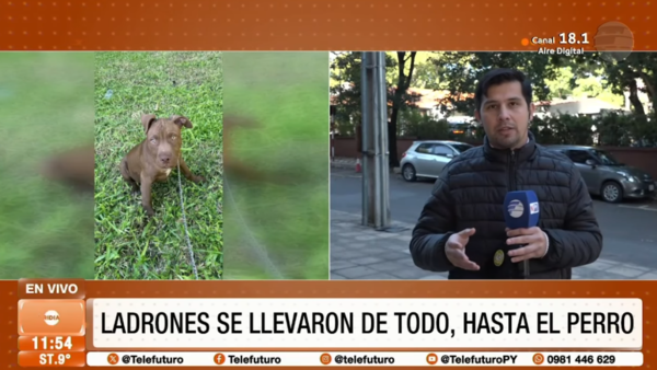 Ladrones se llevaron de todo, hasta al perro guardián de la casa