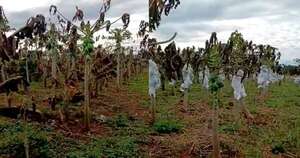 La Nación / Hortigranjeros necesitan apoyo crediticio para recuperar pérdida del 70 % de la producción por helada