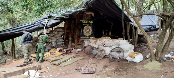 Anulan casi 17 toneladas de marihuana en operativo contra el narcotráfico