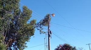 Poda irresponsable de árbol, produjo corte abrupto de electricidad en barrio de San José  - Noticiero Paraguay