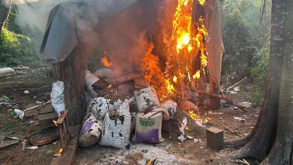 Antinarcóticos incineran más de 9.000 kilos de marihuana en Itapúa