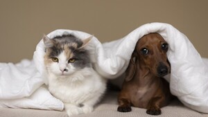 Animales también son susceptibles al frío: Sepa cómo cuidar a sus mascotas