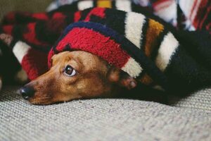 Emiten recomendaciones para el cuidado de mascotas durante días fríos | Unicanal