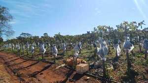Heladas afectan producción hortícola y reducen ingresos hasta en un 50%
