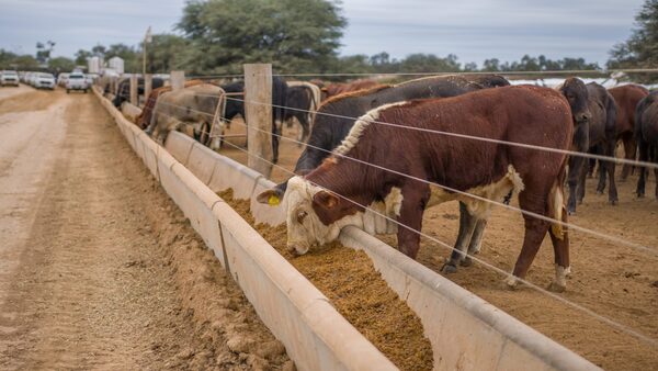 Día de la Ganadería Chaqueña reafirma la importancia de la genética para carne superior