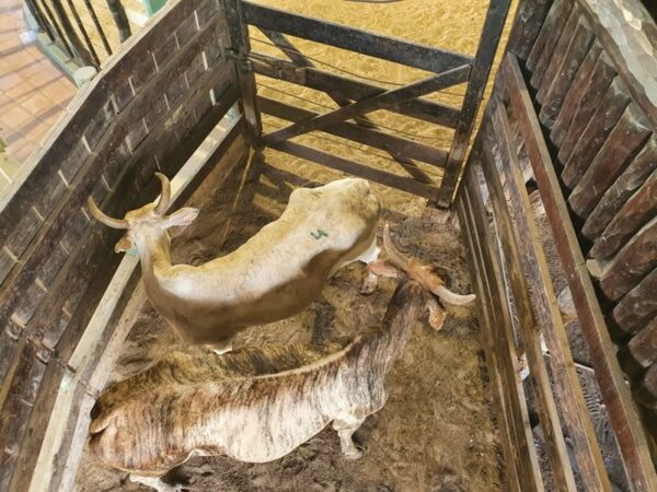 El Rodeo remata consumo e invernada en feria especial del Senacsa, jueves y viernes