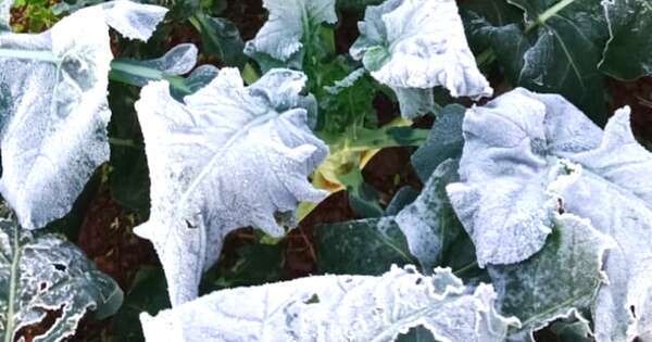 La Nación / Hortigranjeros piden apoyo crediticio