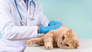 Enfermedad renal crónica en gatos: cómo detectarla y mejorar su calidad de vida - Mascotas - ABC Color