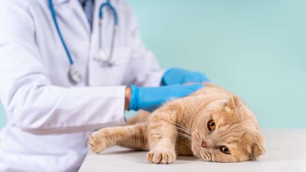 Enfermedad renal crónica en gatos: cómo detectarla y mejorar su calidad de vida - Mascotas - ABC Color