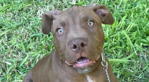 Maleantes se llevaron hasta el cachorro de una vivienda y piden ayuda para encontrarlo - Noticiero Paraguay