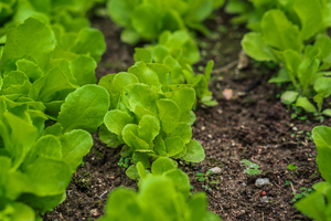 MAG busca implementar el modelo coreano de producción y comercialización hortícola