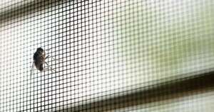 La Nación / Solo dos segundos: lo que deja una mosca al posarse en la comida