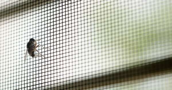 La Nación / Solo dos segundos: lo que deja una mosca al posarse en la comida