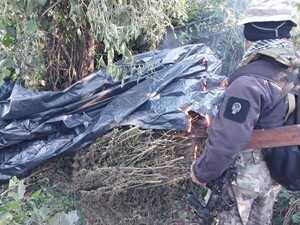 Operación Nueva Alianza asesta golpe económico de USD 6,9 millones al narcotráfico en Amambay - .::Agencia IP::.