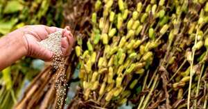 La Nación / Paraguay exporta casi la totalidad del sésamo que produce