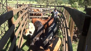 Ganaderos de Itapúa exigen endurecer penas contra el abigeato