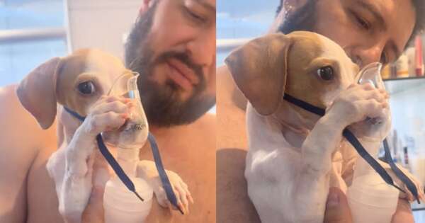 La Nación / Perrito con problemas respiratorios enterneció a TikTok