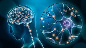 El cerebro adulto sigue generando neuronas: nuevas pruebas lo confirman - Ciencia - ABC Color