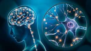 El cerebro adulto sigue generando neuronas: nuevas pruebas lo confirman - Ciencia - ABC Color