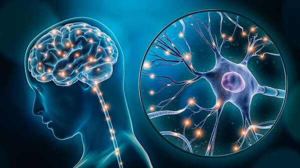 El cerebro adulto sigue generando neuronas: nuevas pruebas lo confirman - Ciencia - ABC Color