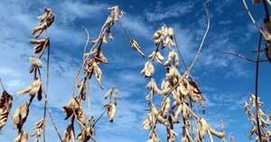 La Nación / Advierten sobre riesgo agroclimático por falta de lluvias durante julio