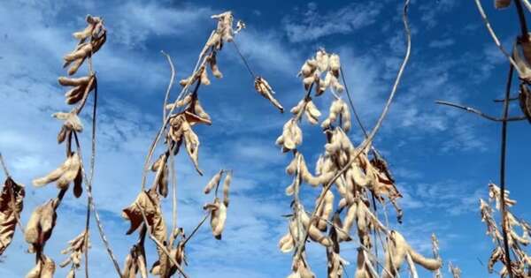 La Nación / Advierten sobre riesgo agroclimático por falta de lluvias durante julio