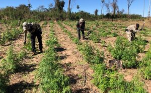 Golpe de USD 3,5 millones al narcotráfico con erradicación de plantaciones ilegales en Canindeyú - .::Agencia IP::.