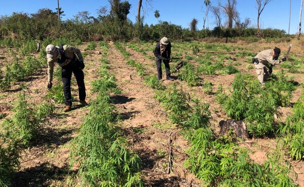 Golpe de USD 3,5 millones al narcotráfico con erradicación de plantaciones ilegales en Canindeyú - .::Agencia IP::.
