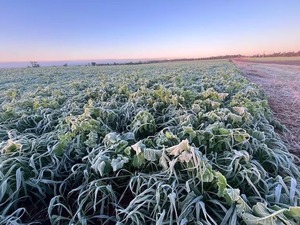 Reportan alrededor de 53.000 productores asistidos por efectos de las heladas en sus cultivos