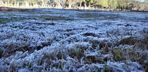 Productores: “nuestro problema no son las heladas, es el precio” - Portal Digital Cáritas Universidad Católica