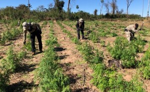 Eliminan 8 hectáreas de plantaciones de marihuana en Canindeyú