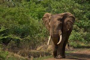 Dos turistas mueren por el ataque de un elefante en Zambia - Mundo - ABC Color