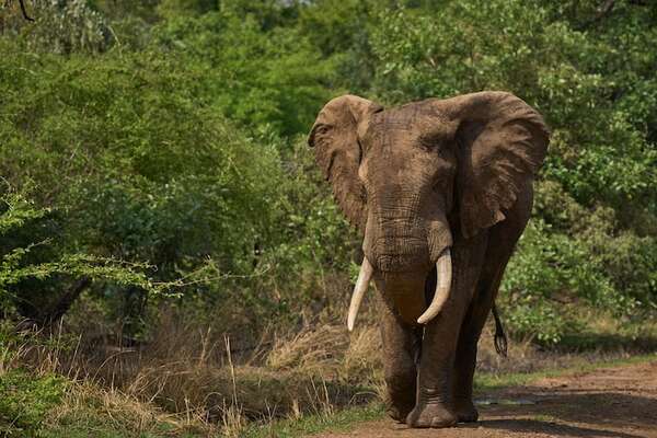 Dos turistas mueren por el ataque de un elefante en Zambia - Mundo - ABC Color