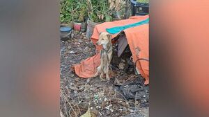 Rescatan a perro en grave estado de abandono en Arroyo Porã