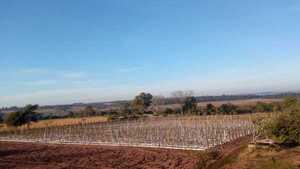 Productor perdió 6.200 plantas de tomate debido a las lluvias y heladas en Misiones