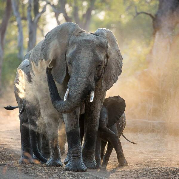 Elefante mata a dos turistas durante safari en Zambia | Unicanal