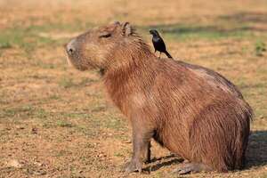 Así son los capibaras, los roedores más grandes del mundo que causan furor - Ciencia - ABC Color