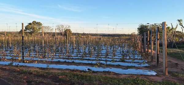San Ignacio: productor de tomate registró pérdida total en su cultivo - Nacionales - ABC Color