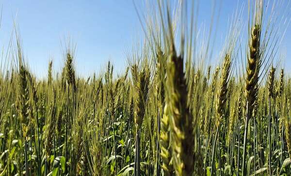 La FAO estima récord de producción mundial de cereales - Mundo - ABC Color